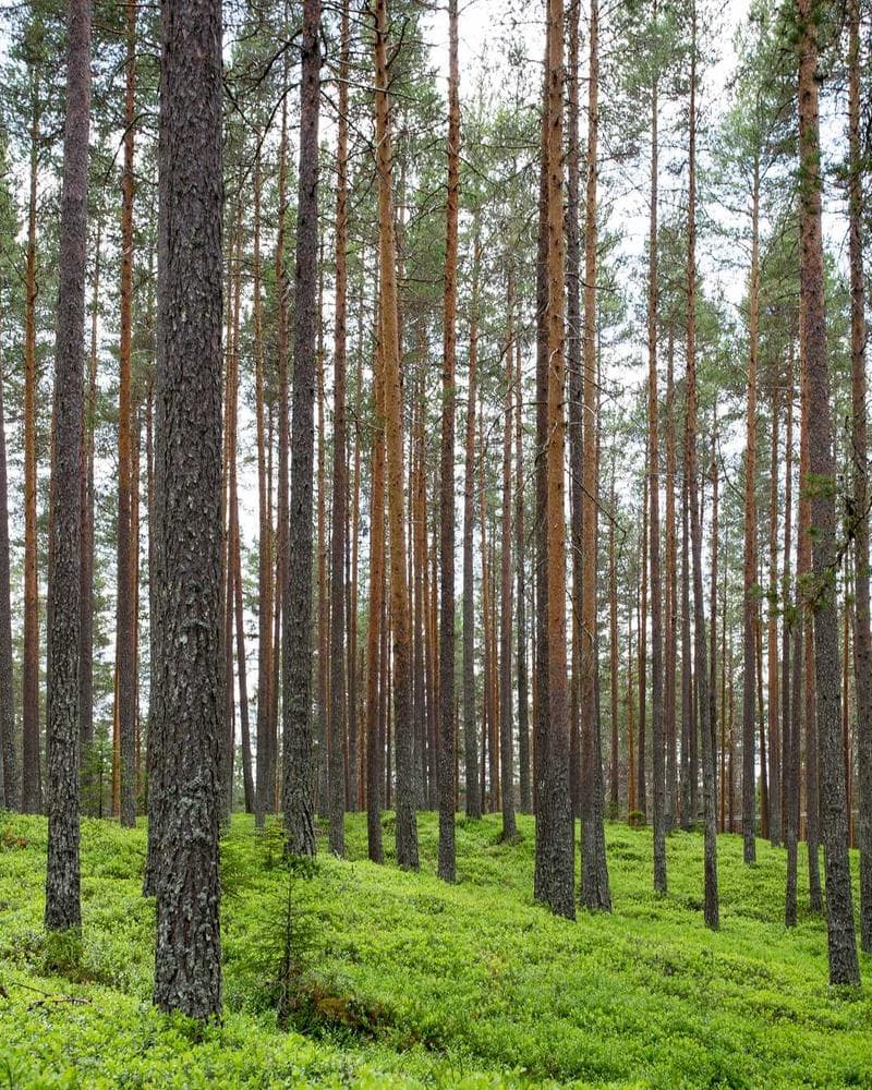 The Stillness Between